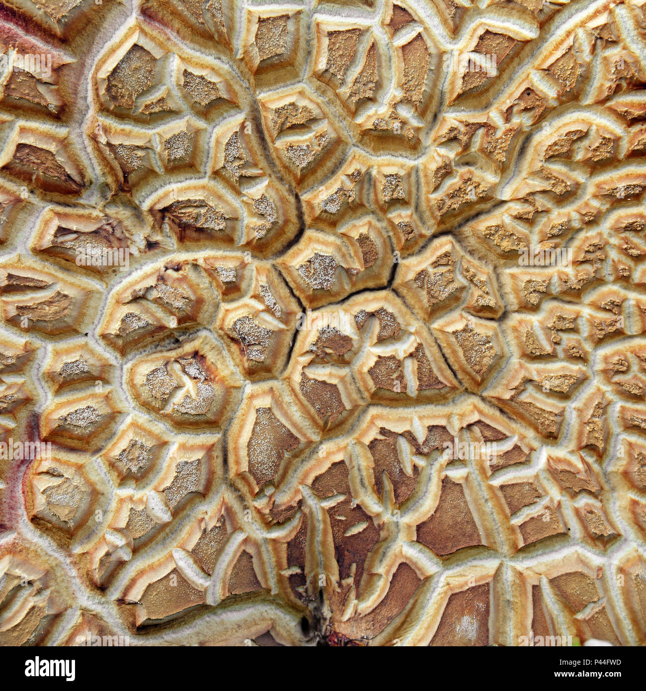 abstract closeup of the cap of a mushroom Stock Photo