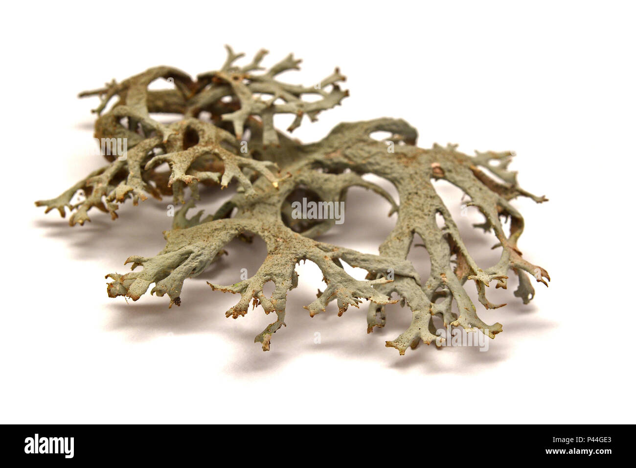 lichen isolated on white background Stock Photo