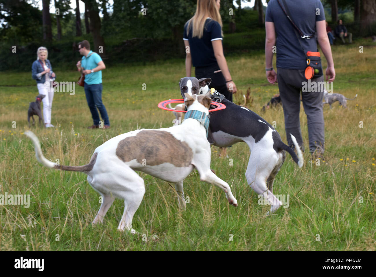 Dog owners and their pets meet for the annual whippet walk and meet up on Hampstead Heath, North London. Stock Photo