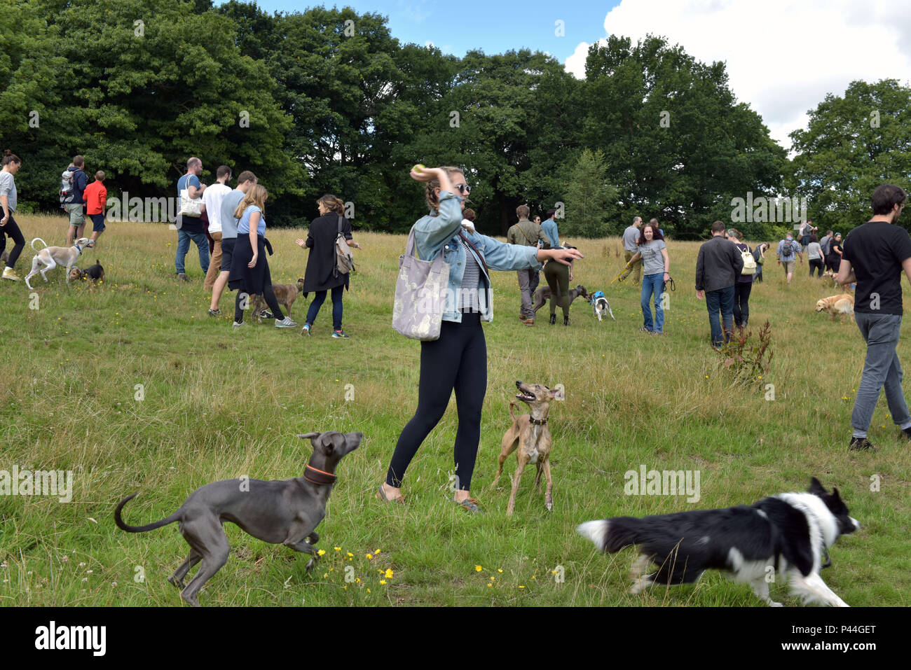Dog owners and their pets meet for the annual whippet walk and meet up on Hampstead Heath, North London. Stock Photo