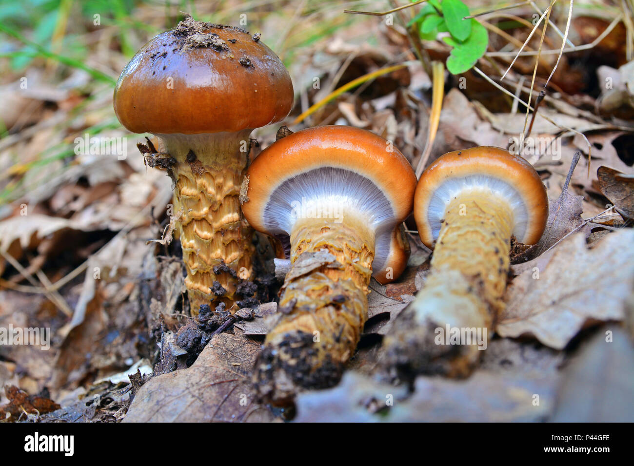 cortinarius trivialis mushrooms on the ground Stock Photo