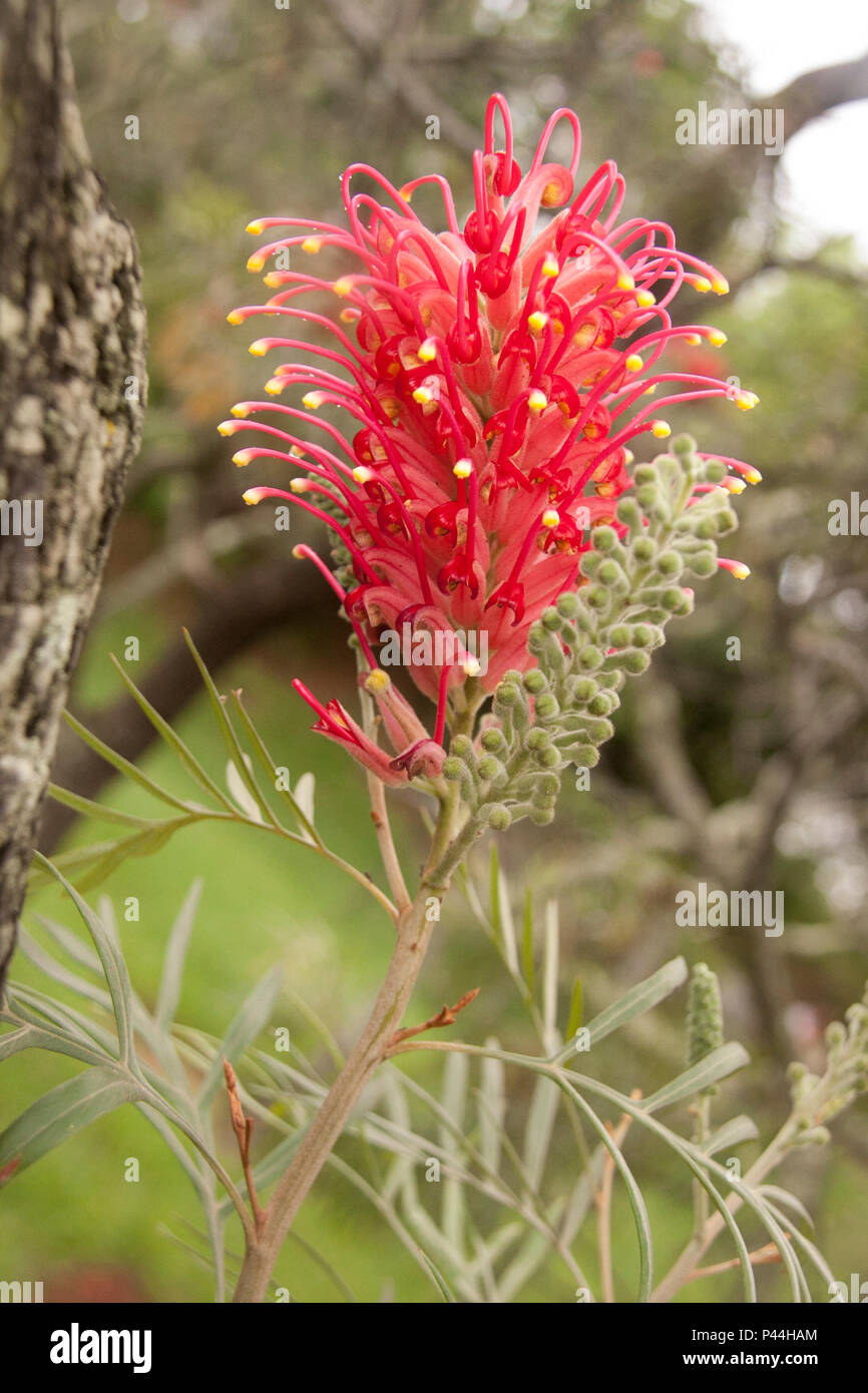 Flor Em Tronco De Arvore No Parque Pedra Da Cebola Vita Ria Es Data 25 11 2012 Foto Cia A Neder Fotoarena Stock Photo Alamy