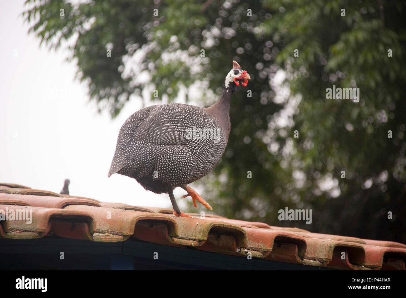 Galinha Angola High Resolution Stock Photography And Images Alamy