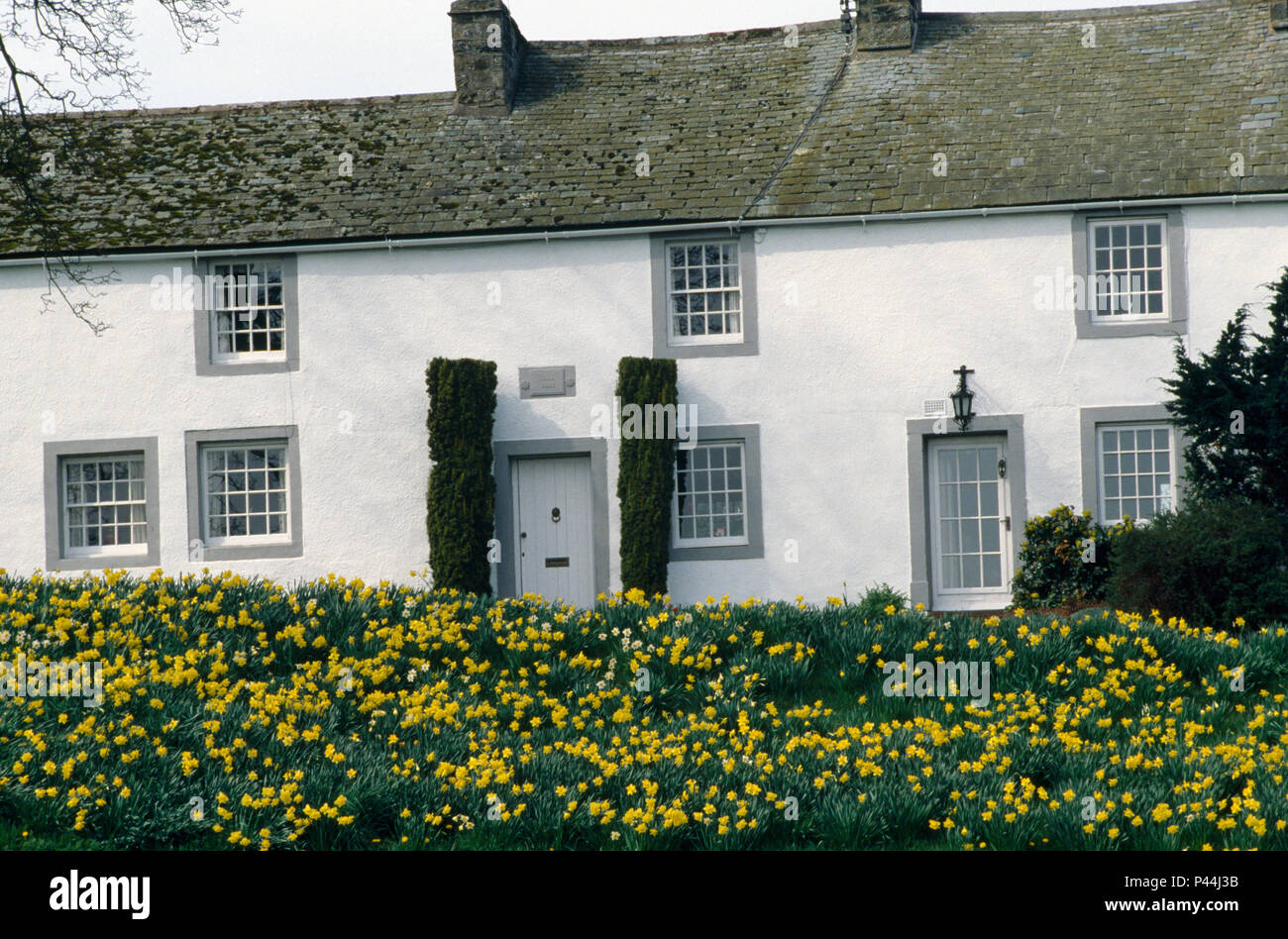 Yellow Daffodils Growing Opposite A Row Of White Country Cottages