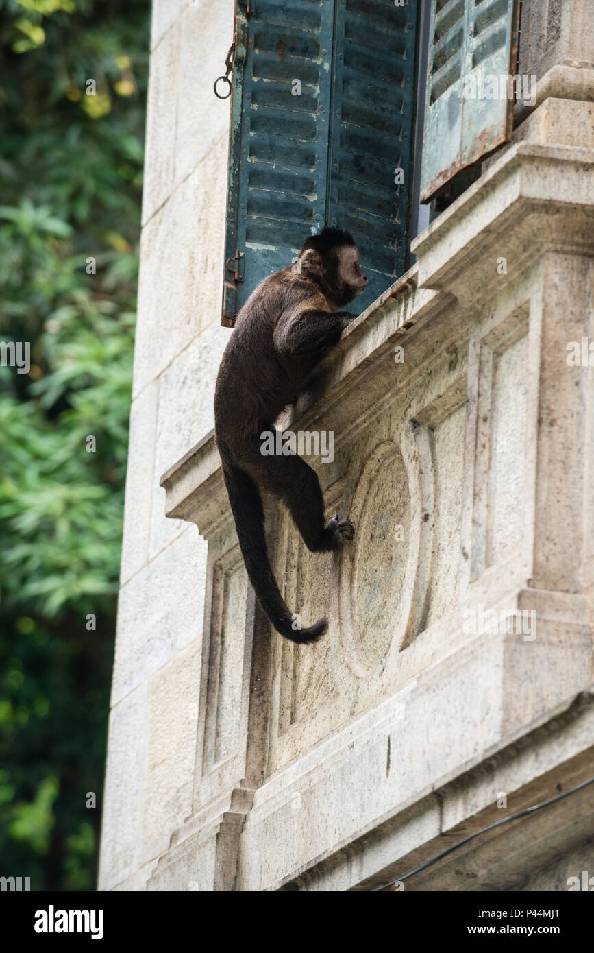 Macaco-prego Capuchinho-capim-primata Macaco Chimpanzé, macaco, mamífero,  animais png