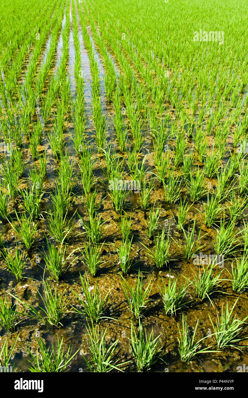 Agricultura de carbono hi-res stock photography and images - Alamy