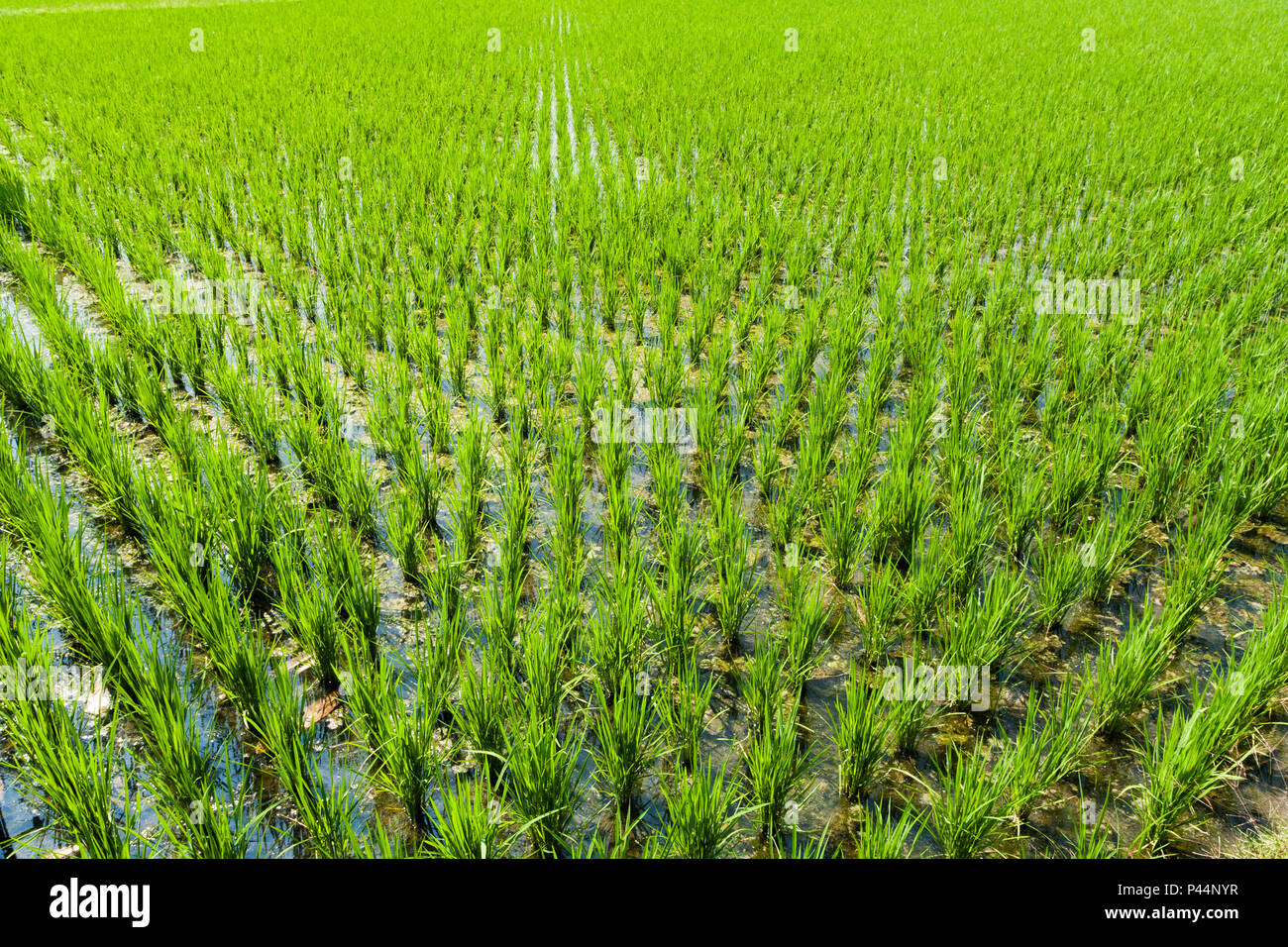 Arroz de agricultura hi-res stock photography and images - Alamy