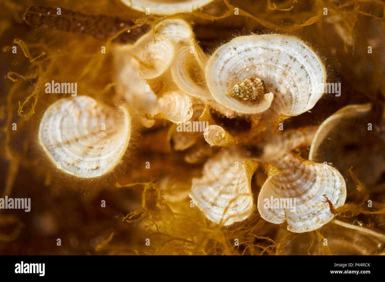 Macro detail of Peacock's tail (Padina pavonica) brown algae with a sea snail in Ses Salines Natural Park (Formentera, Balearic Islands, Spain) Stock Photo