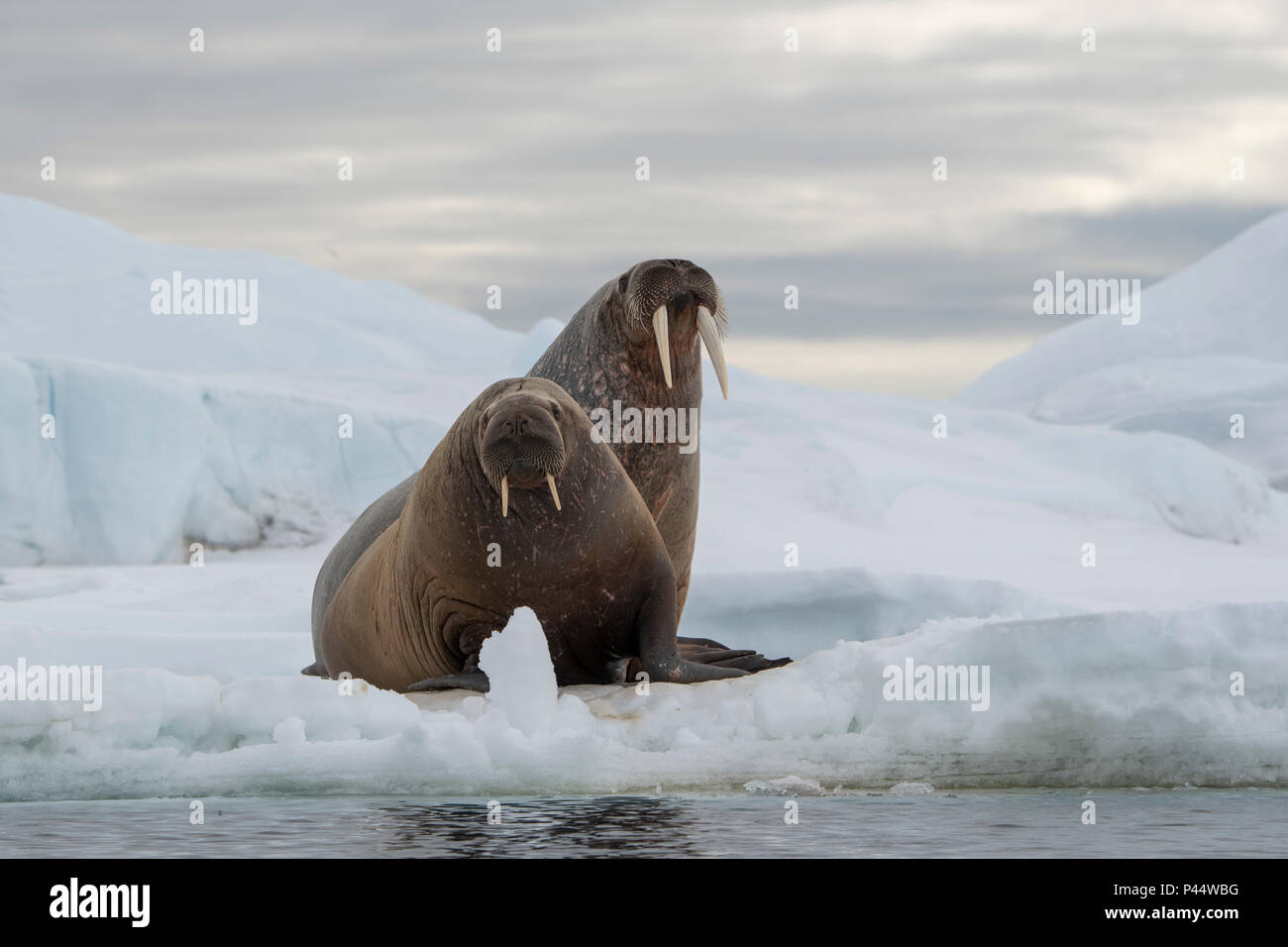 Norway, Svalbard, Nordaustlandet, Austfonna. Walrus (Odobenus rosmarus) on ice. Stock Photo