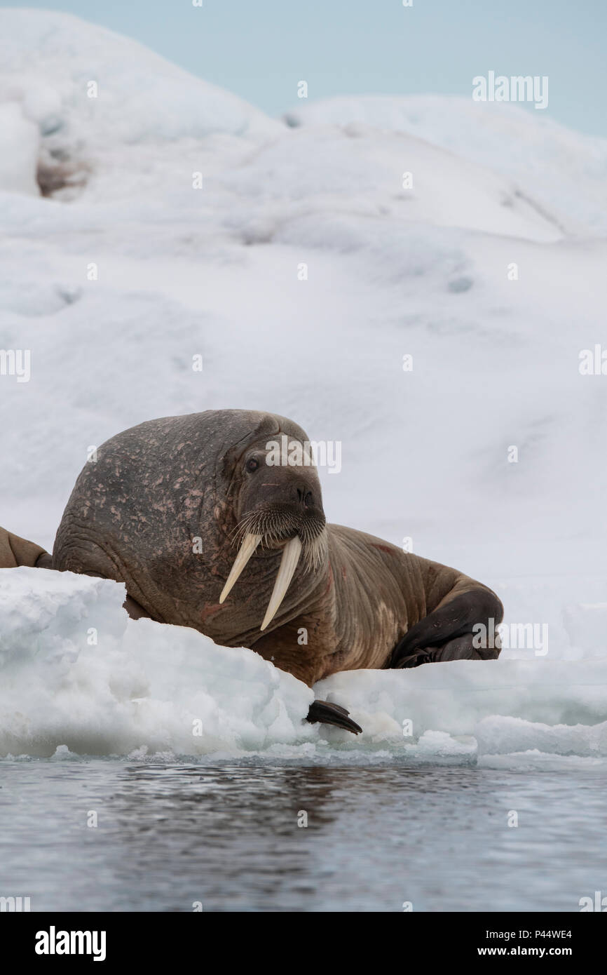 Norway, Svalbard, Nordaustlandet, Austfonna. Walrus (Odobenus rosmarus) on ice. Stock Photo