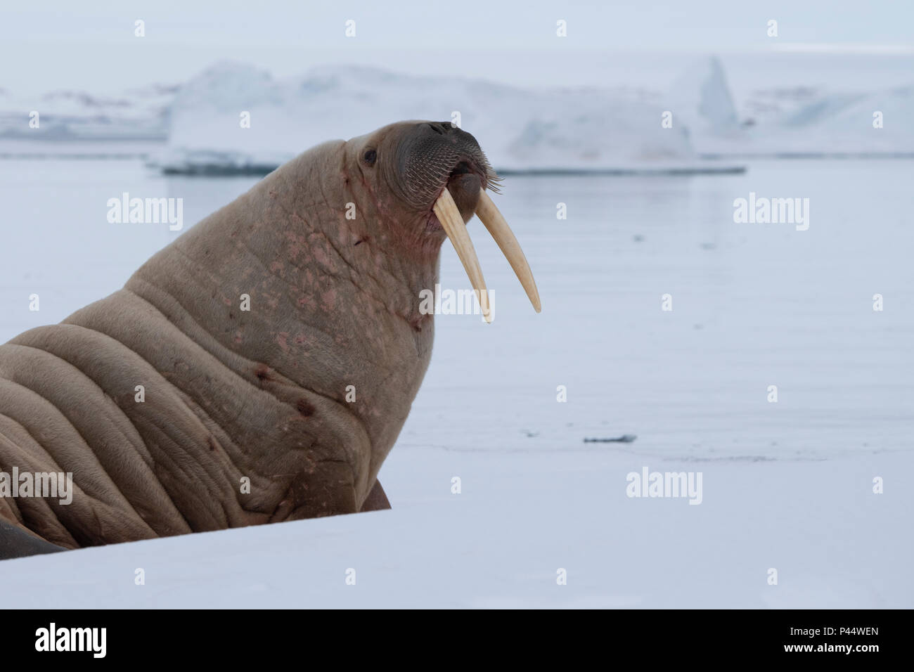 Odobenus Roamerus High Resolution Stock Photography and Images - Alamy