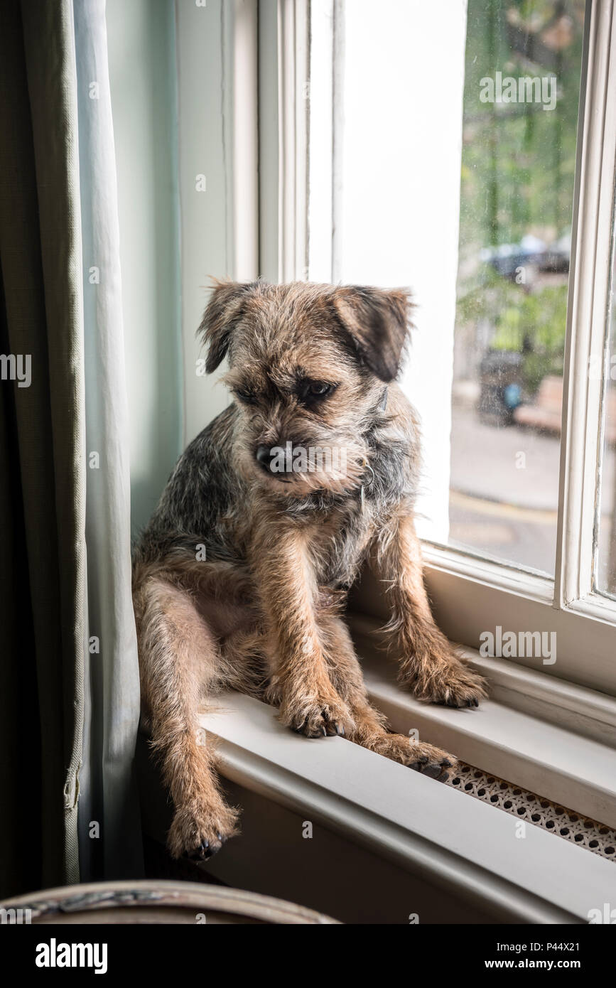 Border terrier sits on windowsill in London home Stock Photo