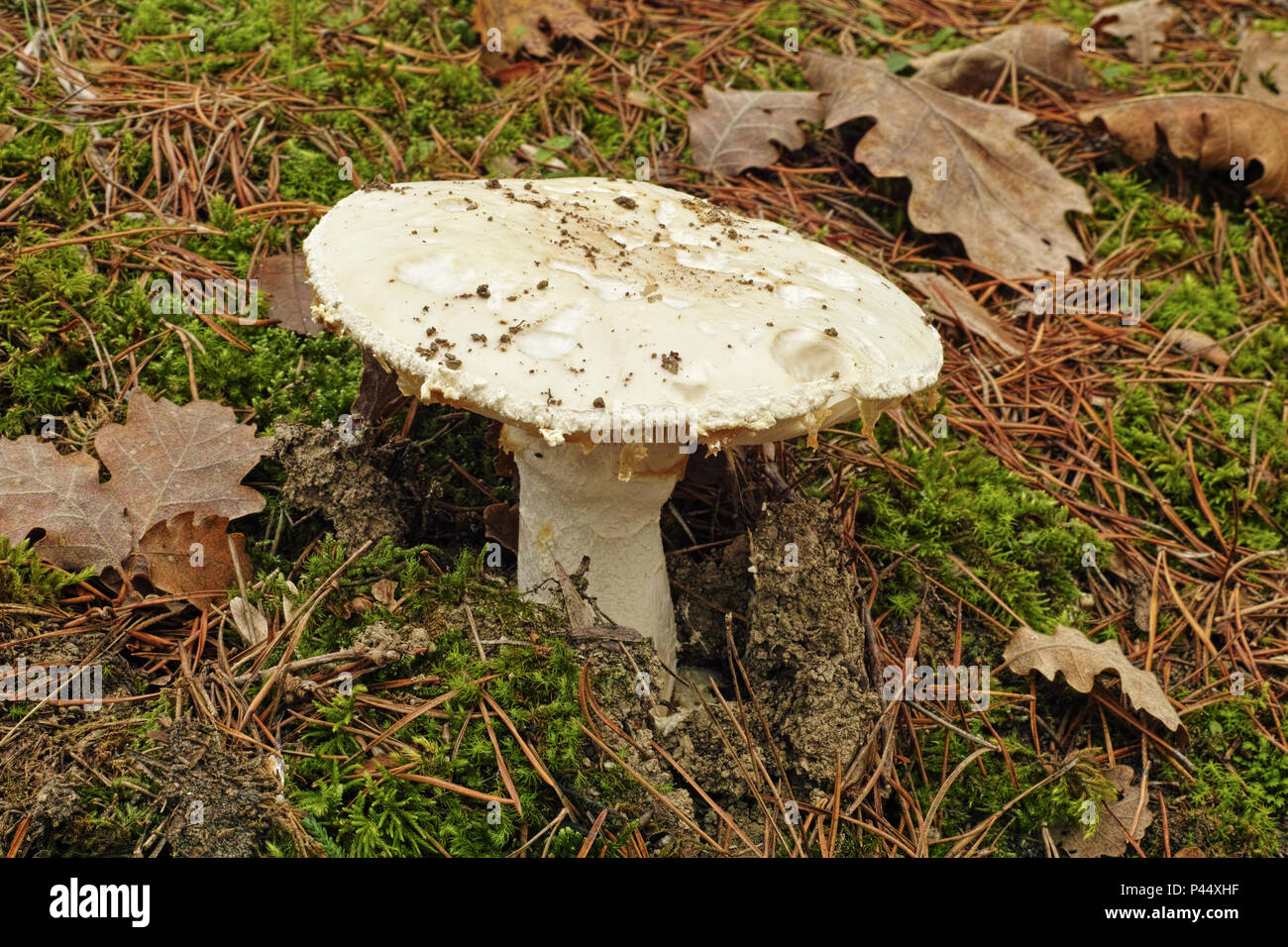 ripe specimen of european white egg fungus Stock Photo