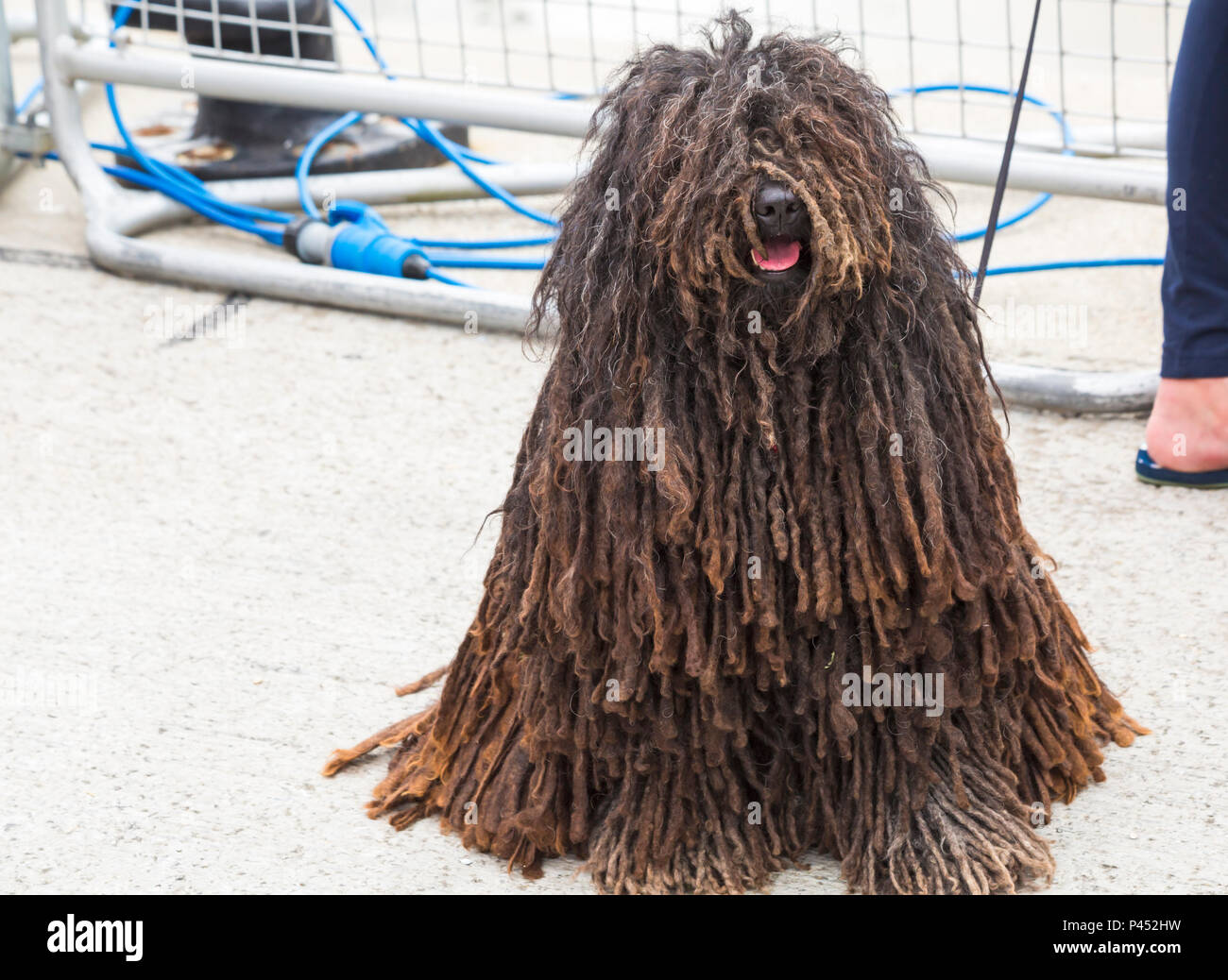 Hungarian puli dog, also known as mop dog, at Poole, Dorset UK in June Stock Photo