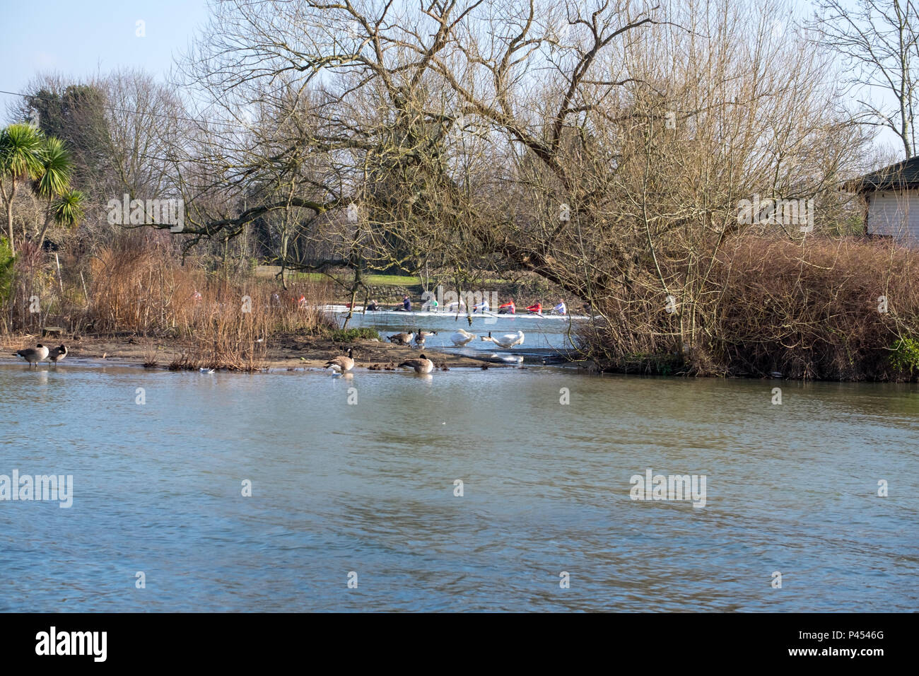 thames ditton river front river thames Stock Photo Alamy