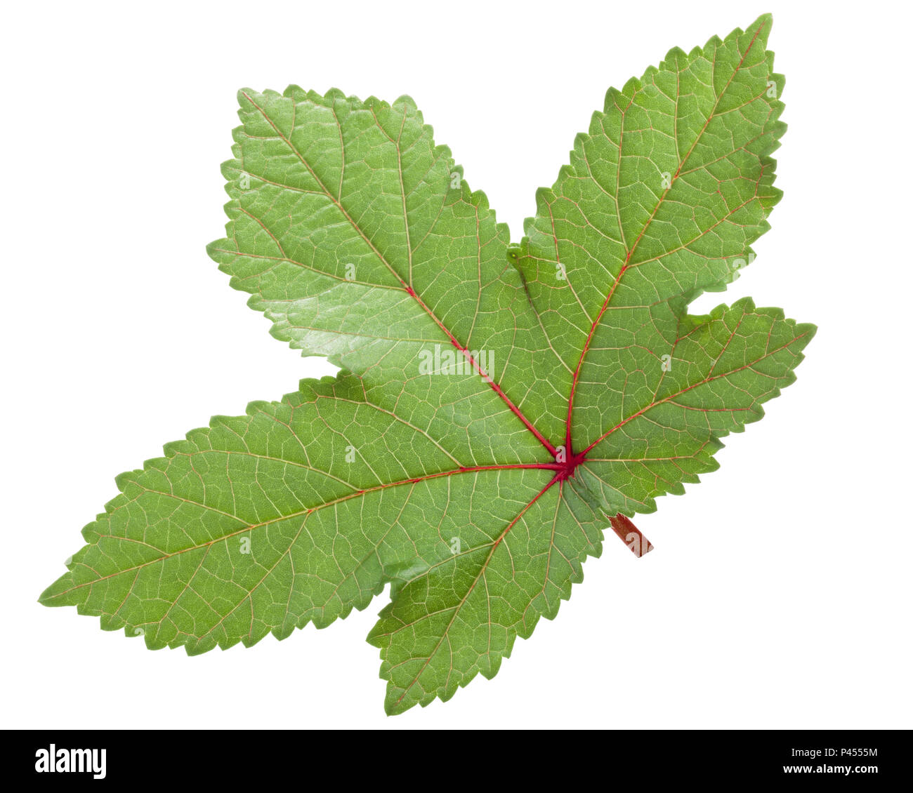 Red okra/ochro or ladies' fingers (Abelmoschus esculentus) leaf Stock Photo