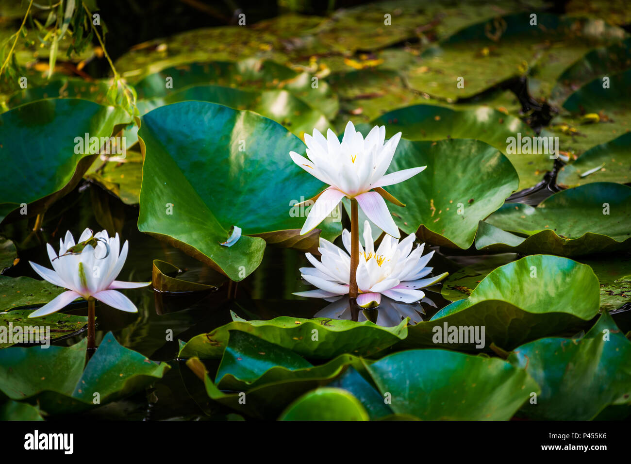 Lotus Flowers in Pond, three blossoms, white with slight pink accent Stock Photo
