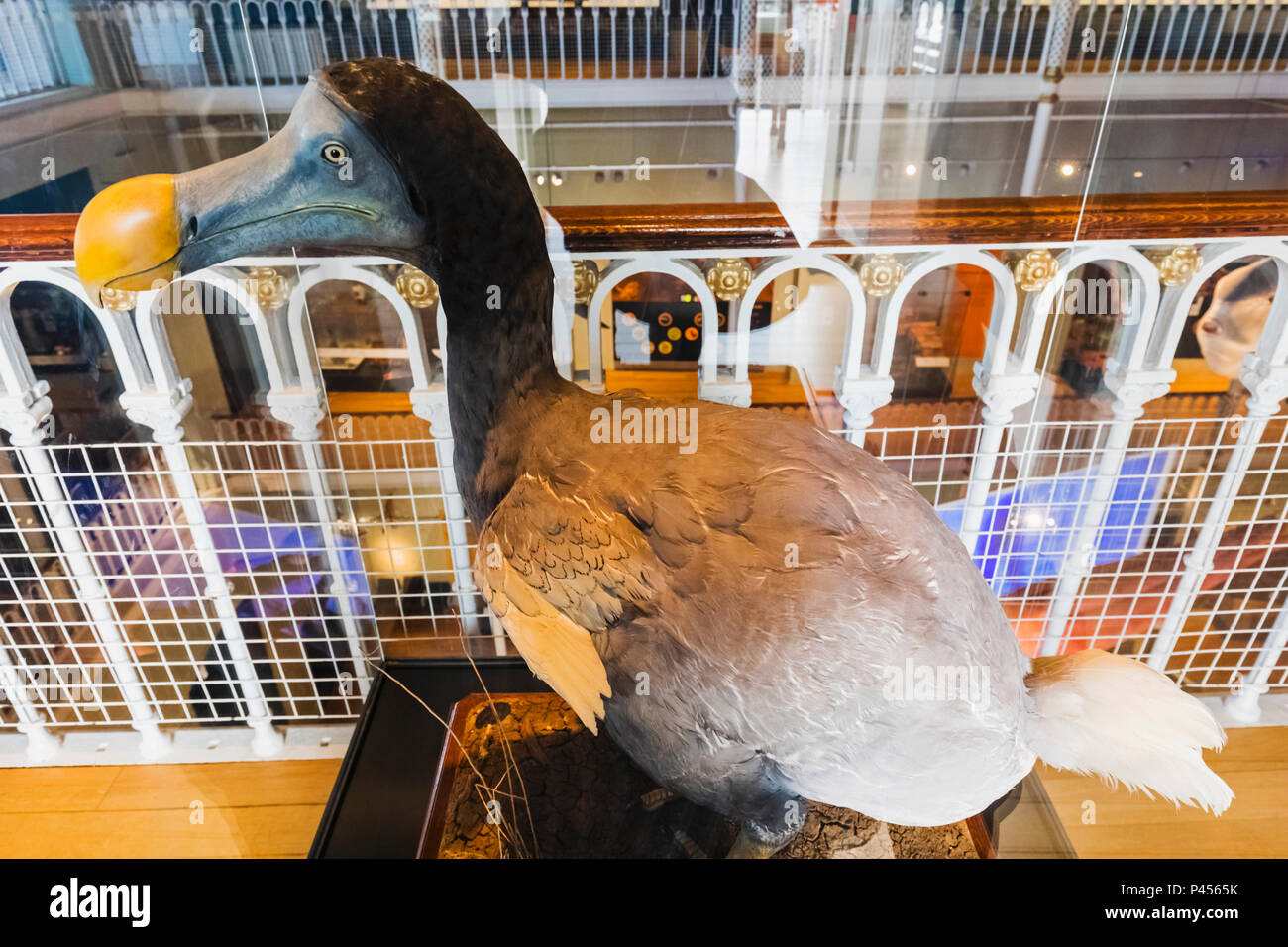 Dodo bird museum hi-res stock photography and images - Alamy