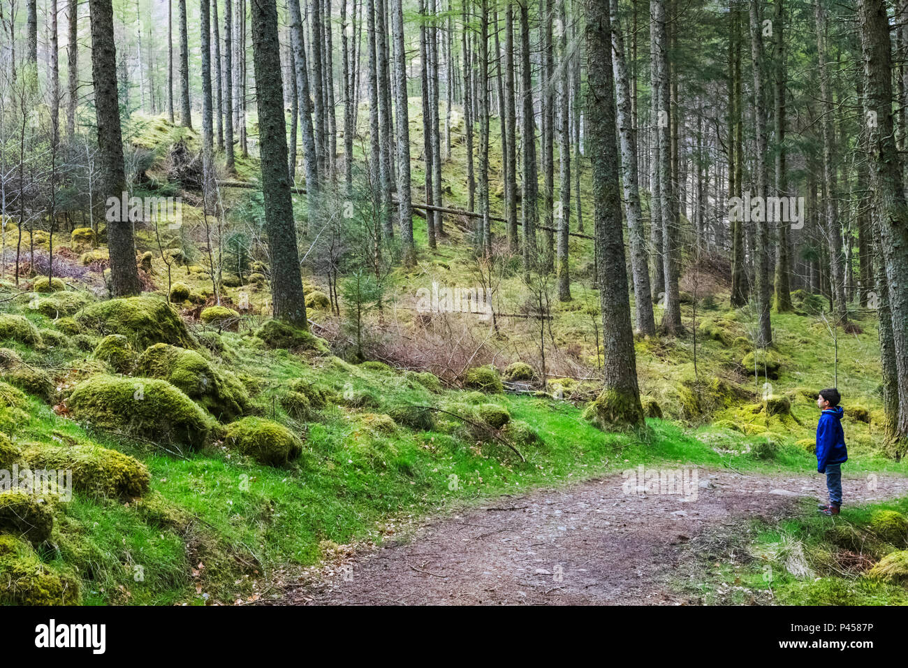 Great Britain, Scotland, Scottish Highlands, Woods and Path near Glencoe Stock Photo