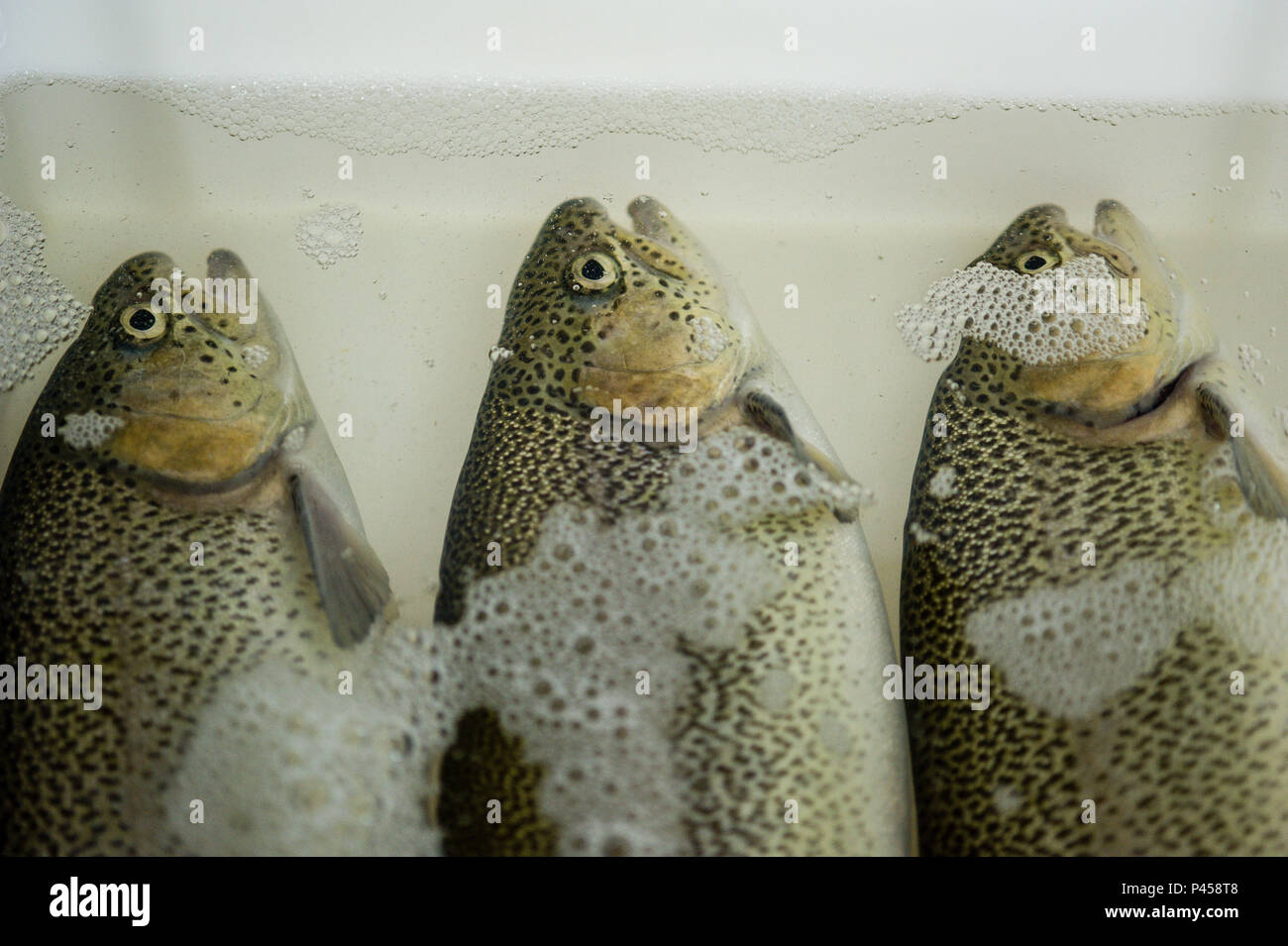 Agricultura pesca instituto de pesca campos do jordão truta hi-res stock  photography and images - Alamy, image size:1300x955