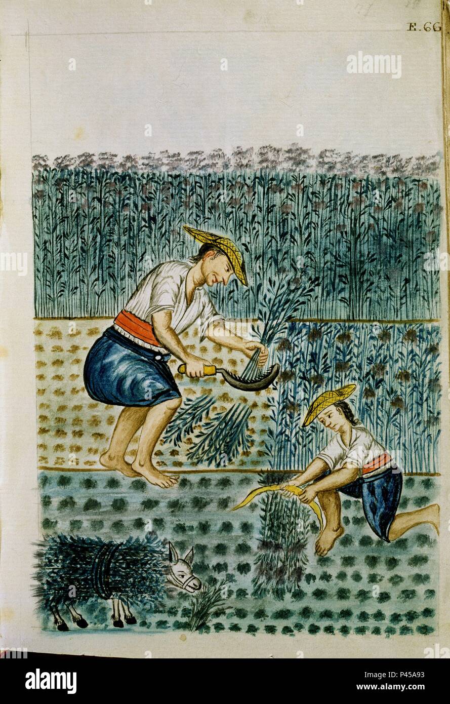 TRUJILLO DEL PERU II E 66 - PAREJA DE INDIOS SEGANDO ALFALFA - ACUARELA - SIGLO XVIII. Author: Baltasar Jaime Martínez Compañón (1737-1797). Location: PALACIO REAL-BIBLIOTECA, MADRID, SPAIN Stock Photo - Alamy TRUJILLO DEL PERU II E 66 - PAREJA DE INDIOS SEGANDO ALFALFA - ACUARELA - SIGLO XVIII. Author: Baltasar Jaime Martínez Compañón (1737-1797). Location: PALACIO REAL-BIBLIOTECA, MADRID, SPAIN Stock Photo - Alamy