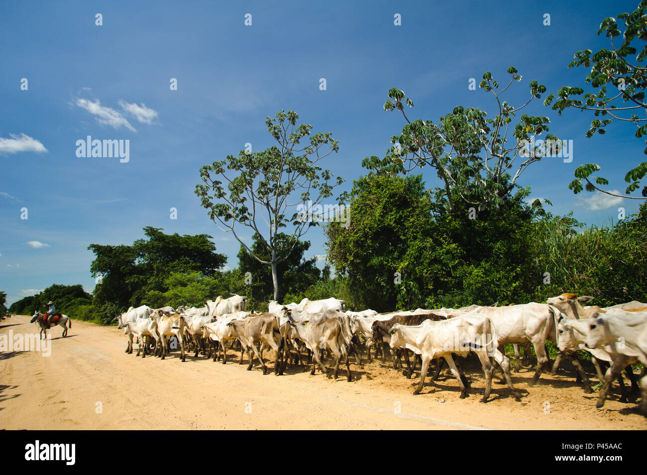 Boiada hi-res stock photography and images - Alamy