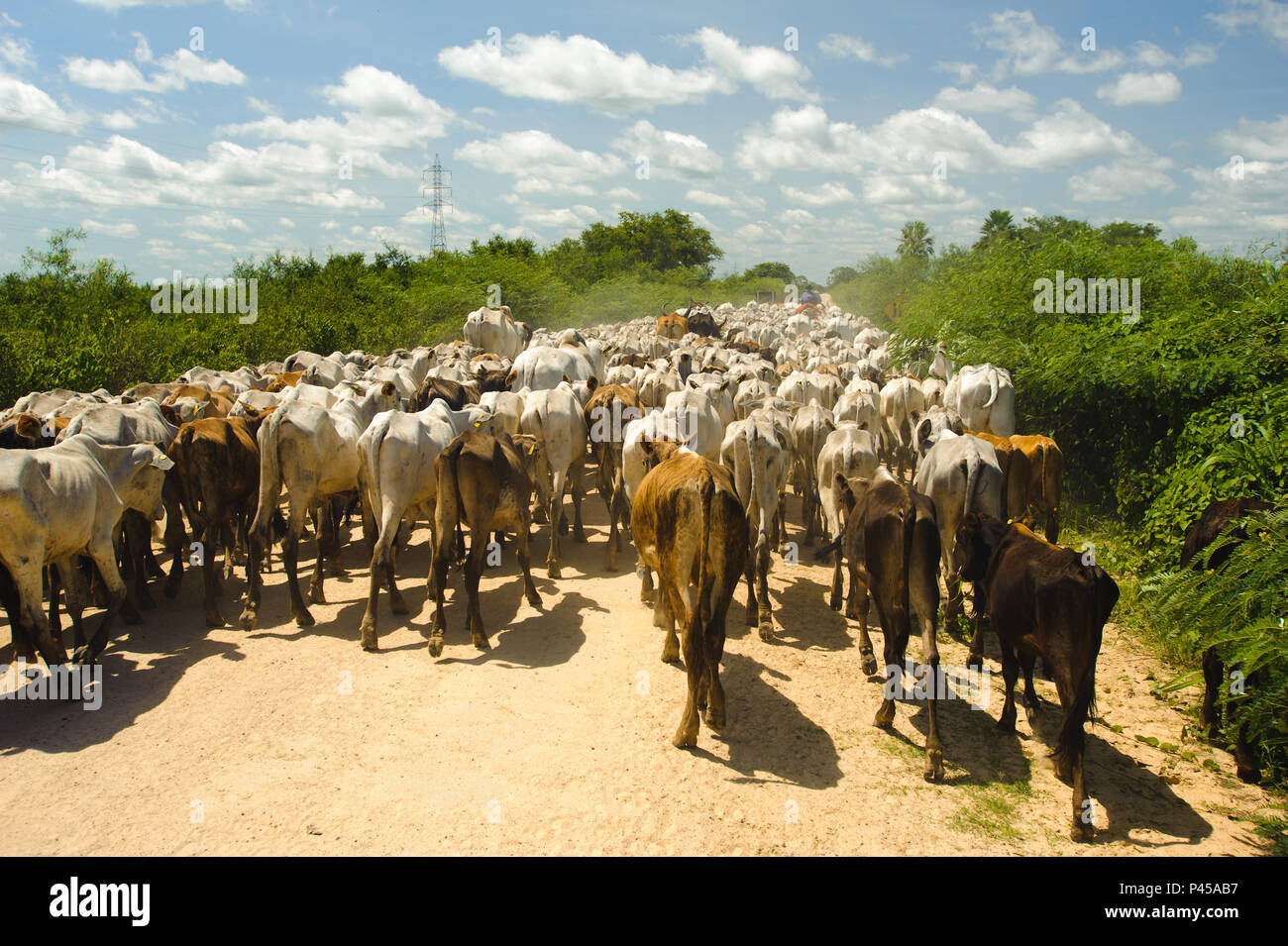 Peão tocando boiada na Transpantanera no Pantanal. Stock Photo