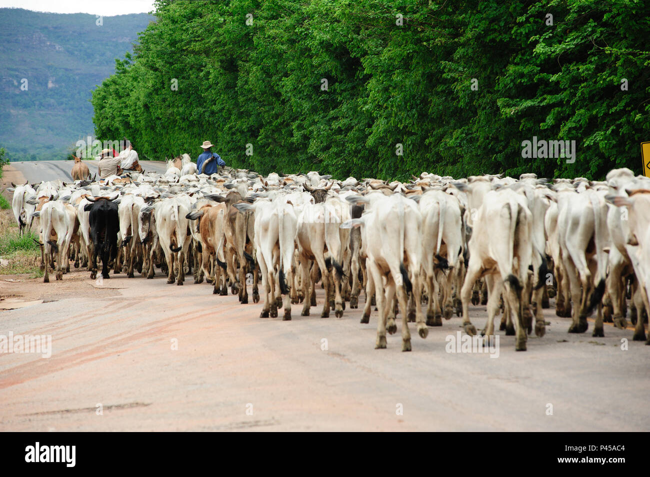 Boiada hi-res stock photography and images - Alamy