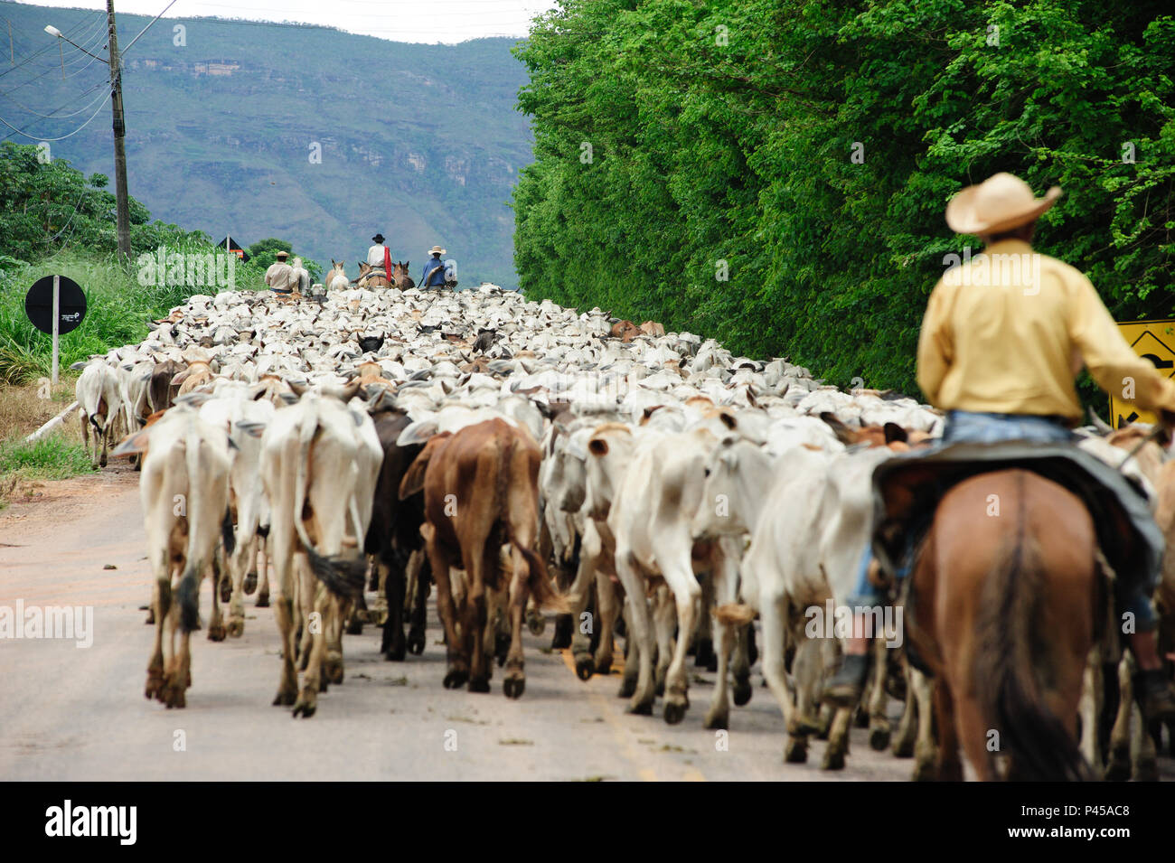 Boiada hi-res stock photography and images - Alamy