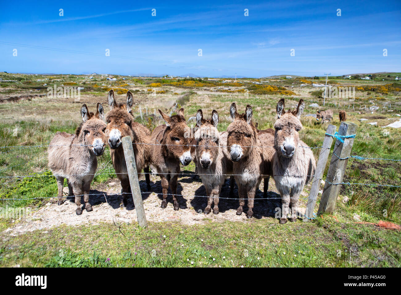 Field of Irish donkeys in the west of Ireland Stock Photo