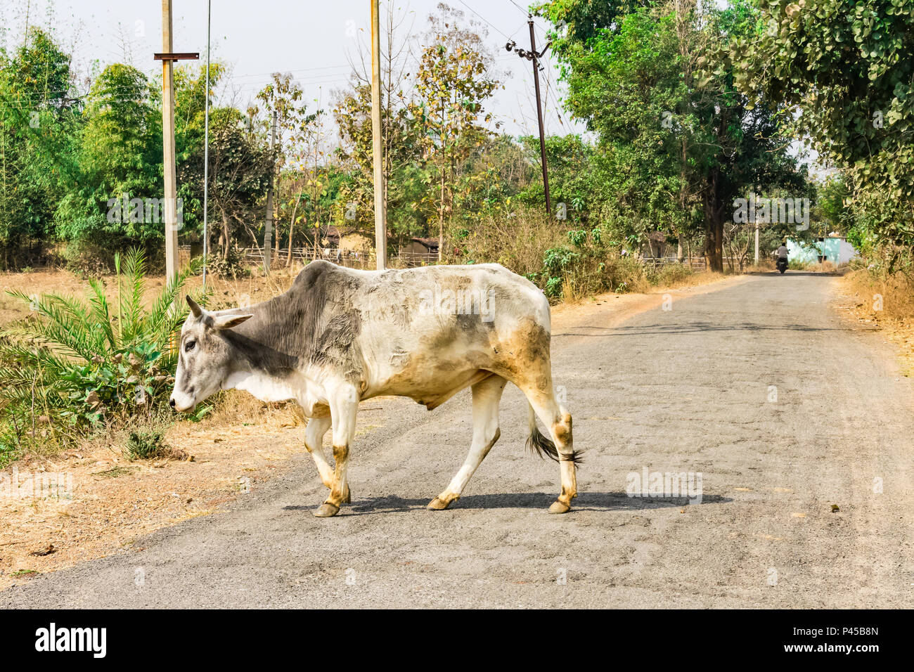 Cattle Leap High Resolution Stock Photography and Images - Alamy