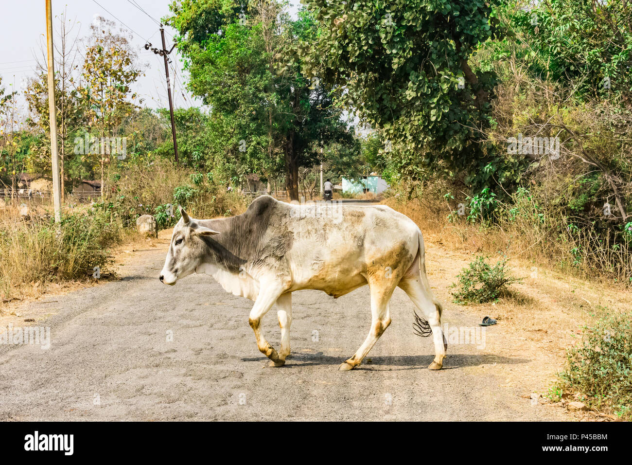 Cattle Leap High Resolution Stock Photography and Images - Alamy
