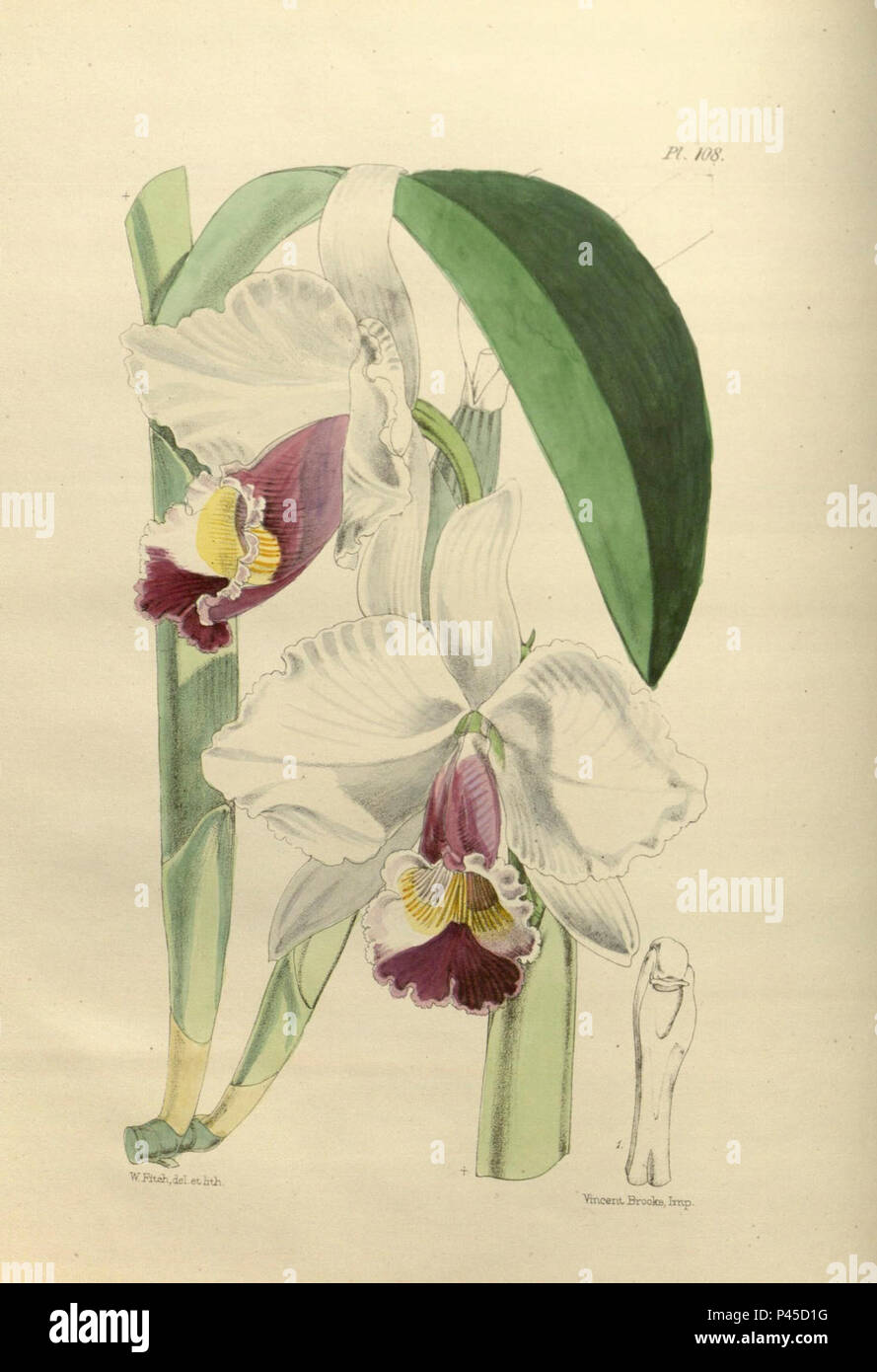 108 A second century of orchidaceous plants (8361543990). Stock Photo