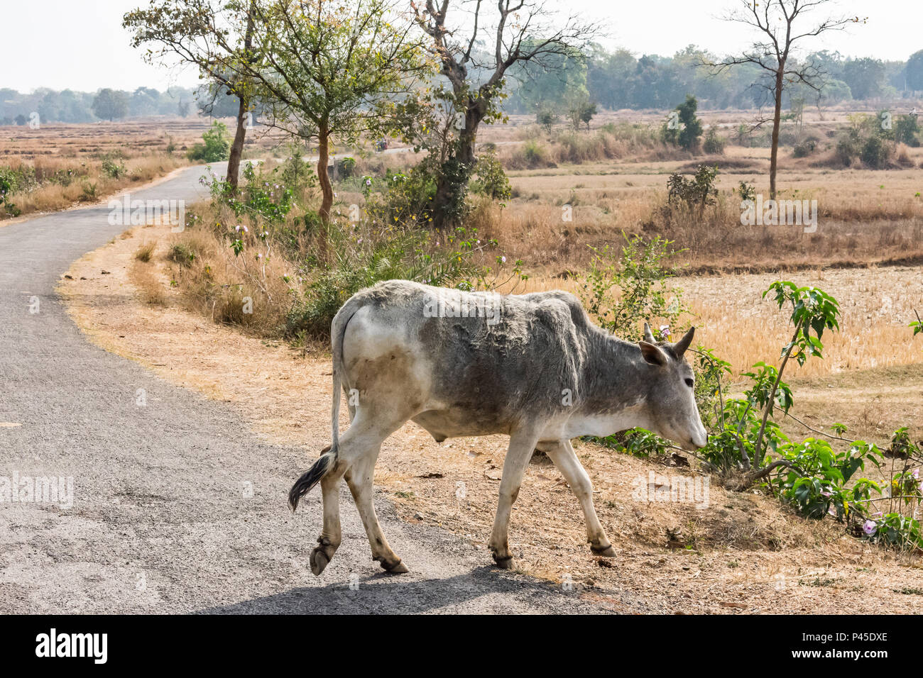 Village cow hi-res stock photography and images - Alamy