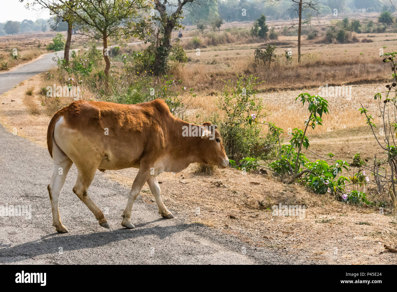Village cow hi-res stock photography and images - Alamy