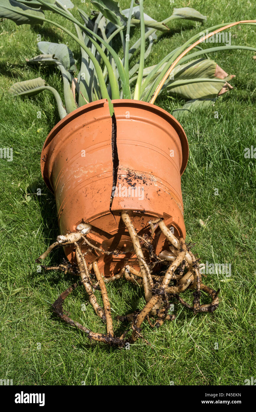 Roots forcing out of the bottom of a pot of an overgrown strelitzia