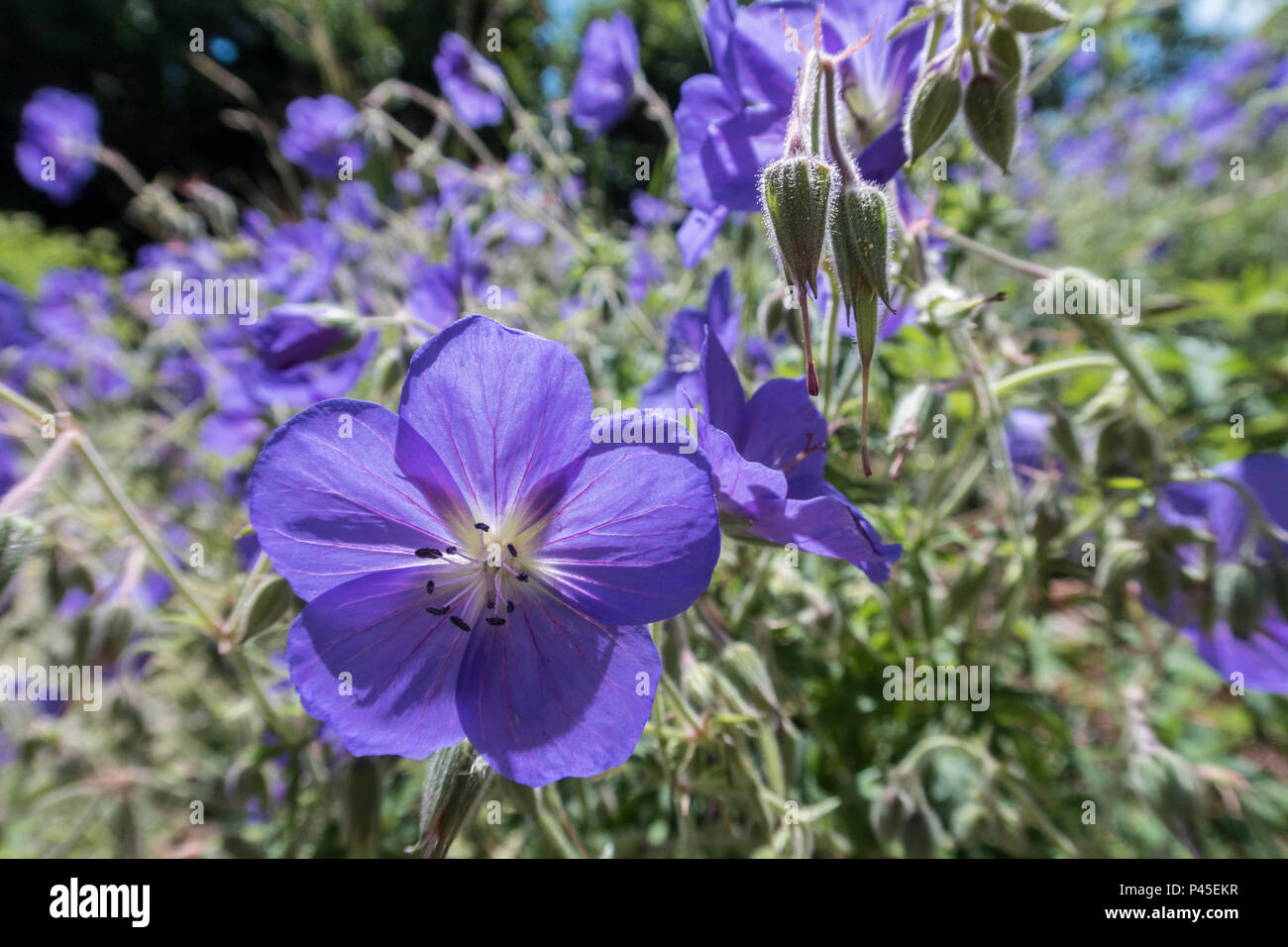 Geranium Orion,  cranesbill 'Orion', a blue flowering geranium plant. Stock Photo