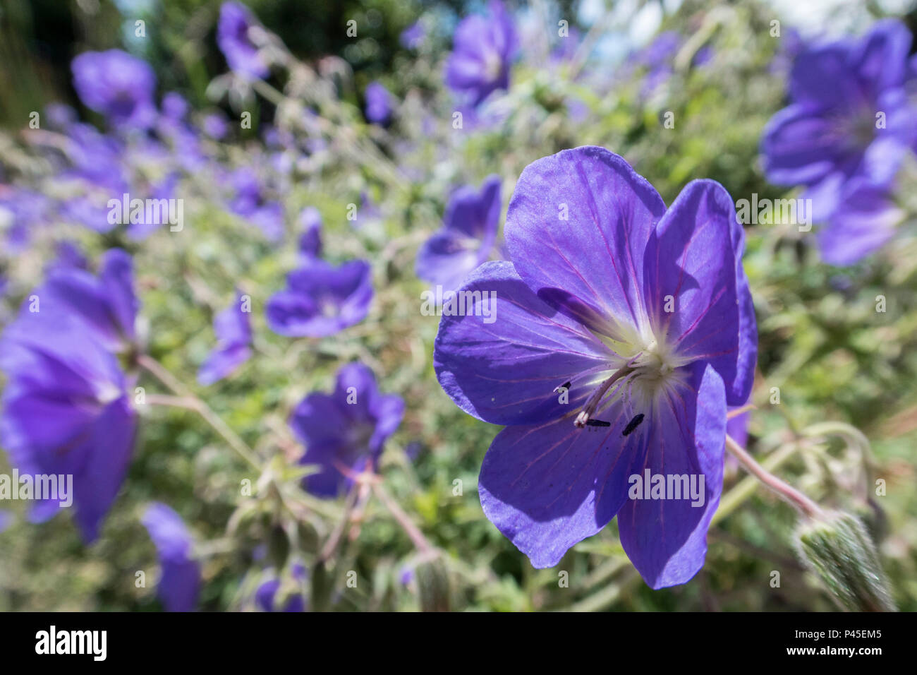 Geranium Orion,  cranesbill 'Orion', a blue flowering geranium plant. Stock Photo