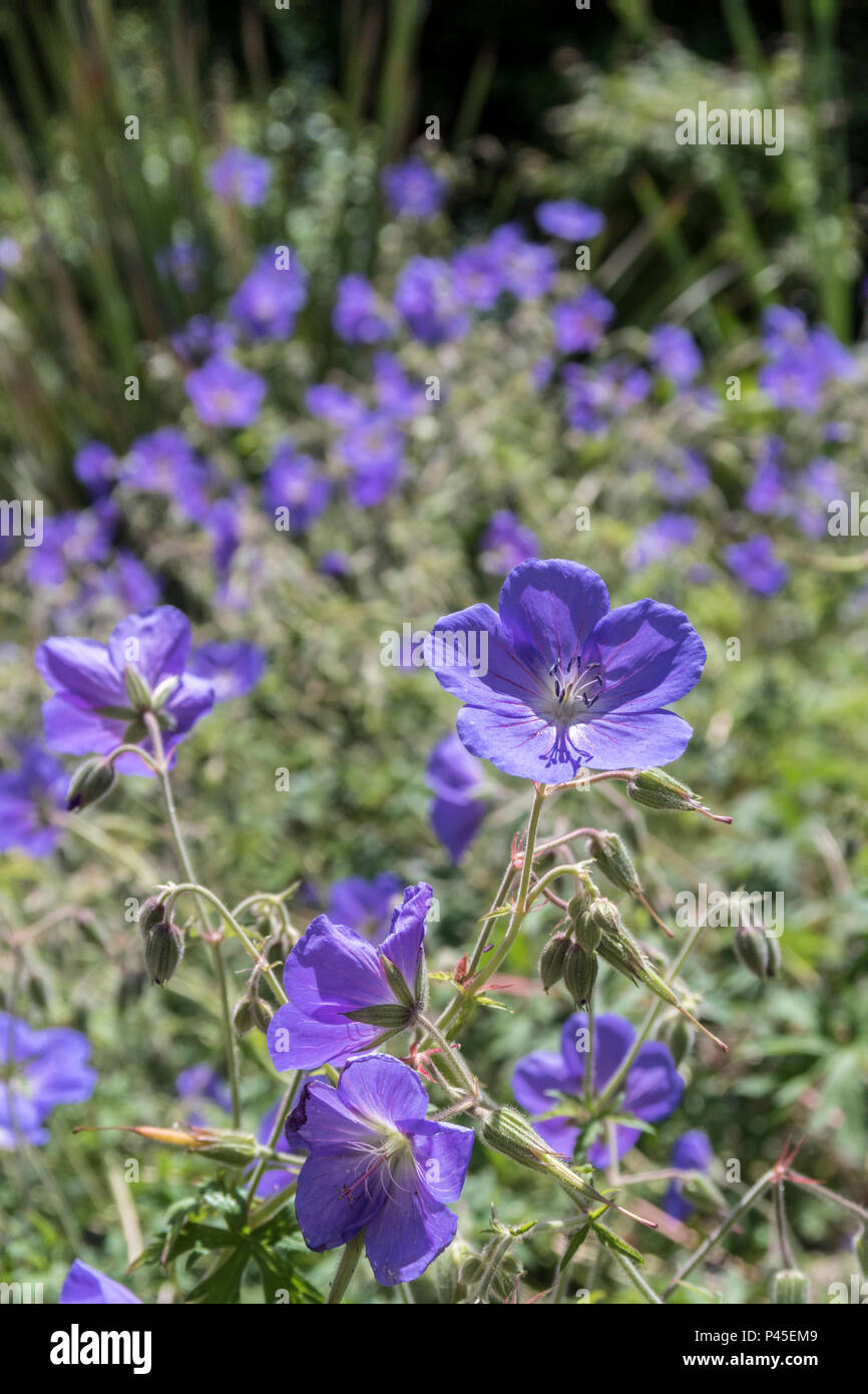 Geranium Orion, cranesbill 'Orion', a blue flowering geranium plant Stock  Photo - Alamy