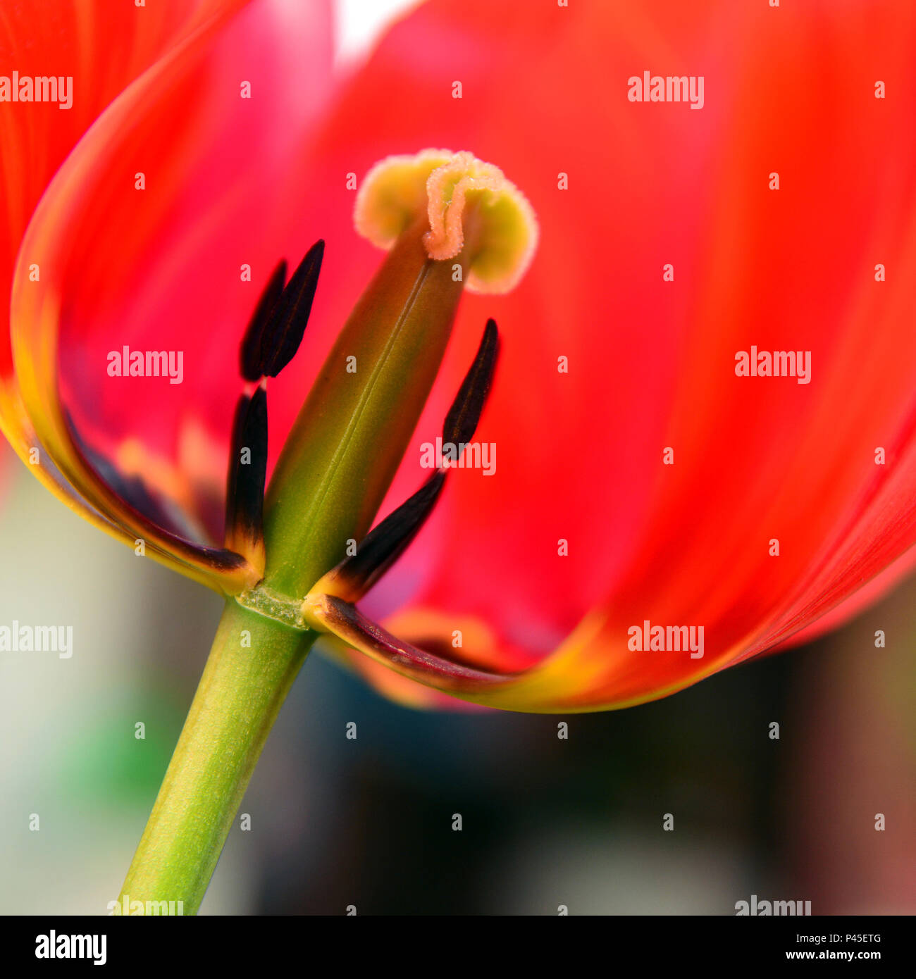 closeup detail of a red tulip Stock Photo - Alamy