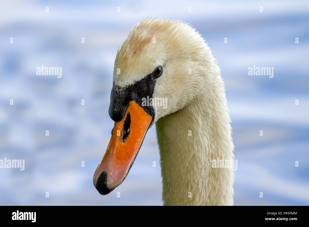 Mute Swan Portrait (Cygnus Olor) on plain background, Marlow, United Kingdom Stock Photo