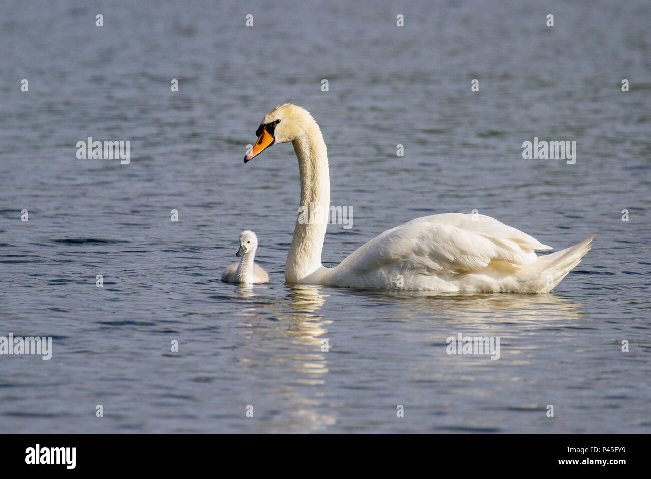 Beautiful young Mute Swan Cygnet (Cygnus olor) on river, Marlow, United Kingdom Stock Photo