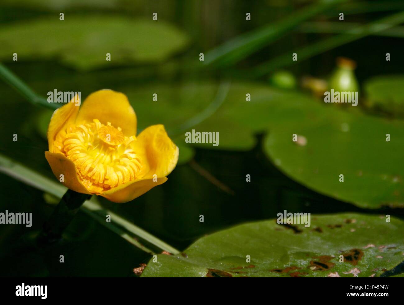 Beautiful yellow water lily amongst green leaves in a lake, close up Stock Photo