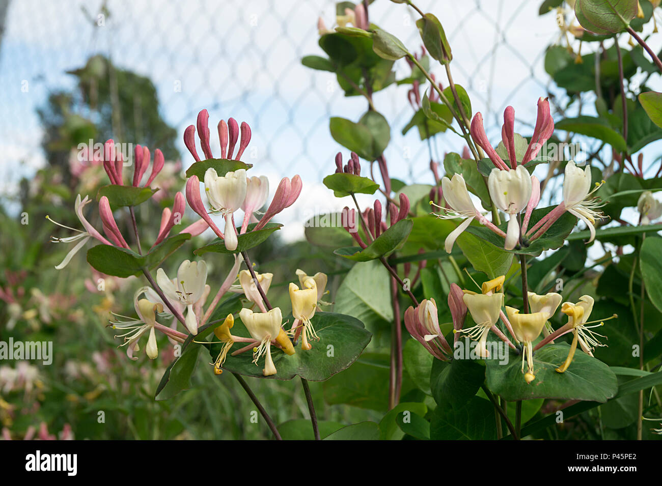 Honeysuckle (lonicera caprifolium) hi-res stock photography and images -  Alamy