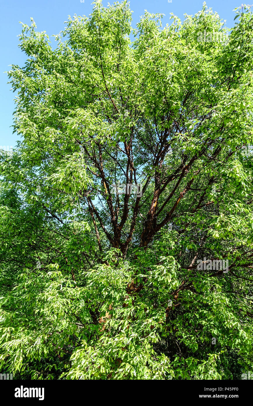 Acer griseum tree, Paperbark maple tree Stock Photo