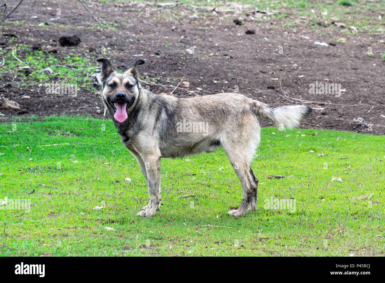 Stray dog stands and poses Stock Photo Alamy