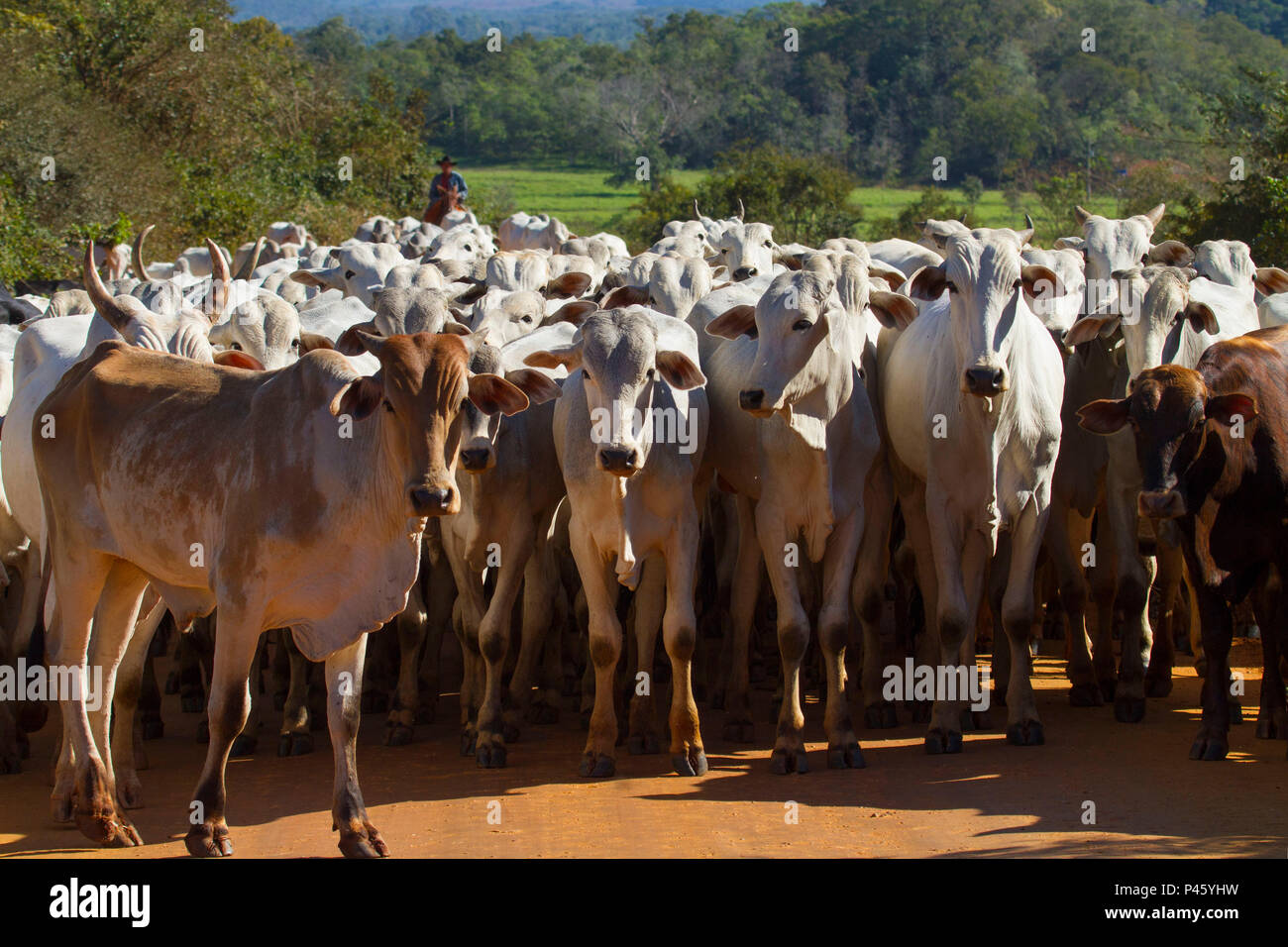 Comitiva de gado, peão de boiadeiro, boi, Bos taurus, Cortege of Cattle,  Peasant of Cowboy, Ox, Miranda, Mato Grosso do Sul, Brazil Stock Photo -  Alamy