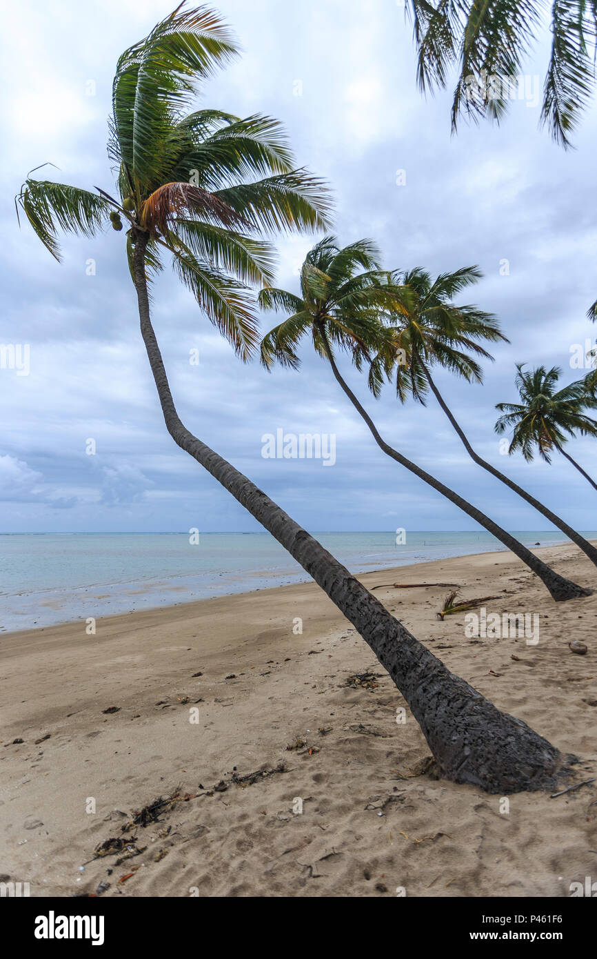 Praia do Patacho, em Porto de Pedras / AL - Brasil - 18/12/2013 - foto: Nereu JR / Fotoarena Stock Photo