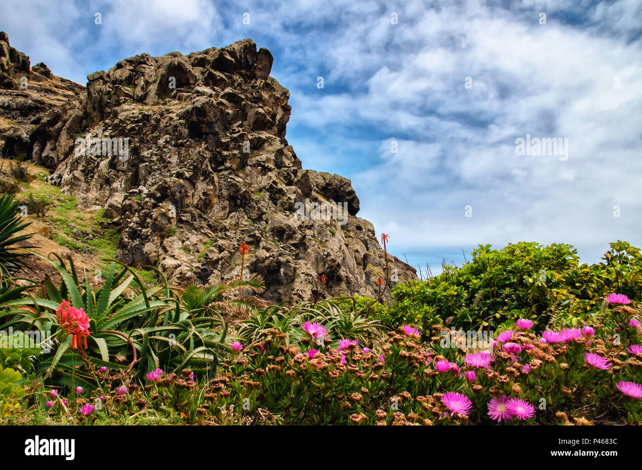 Steep slopes of Madeira island mountains covered by colorful blooming red and pink flowers and surrounded by clouds. Greeting card background with cop Stock Photo