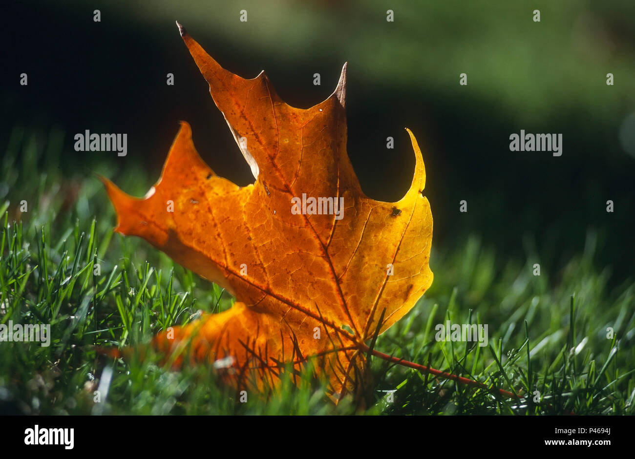 An autumn maple leaf on grass Stock Photo